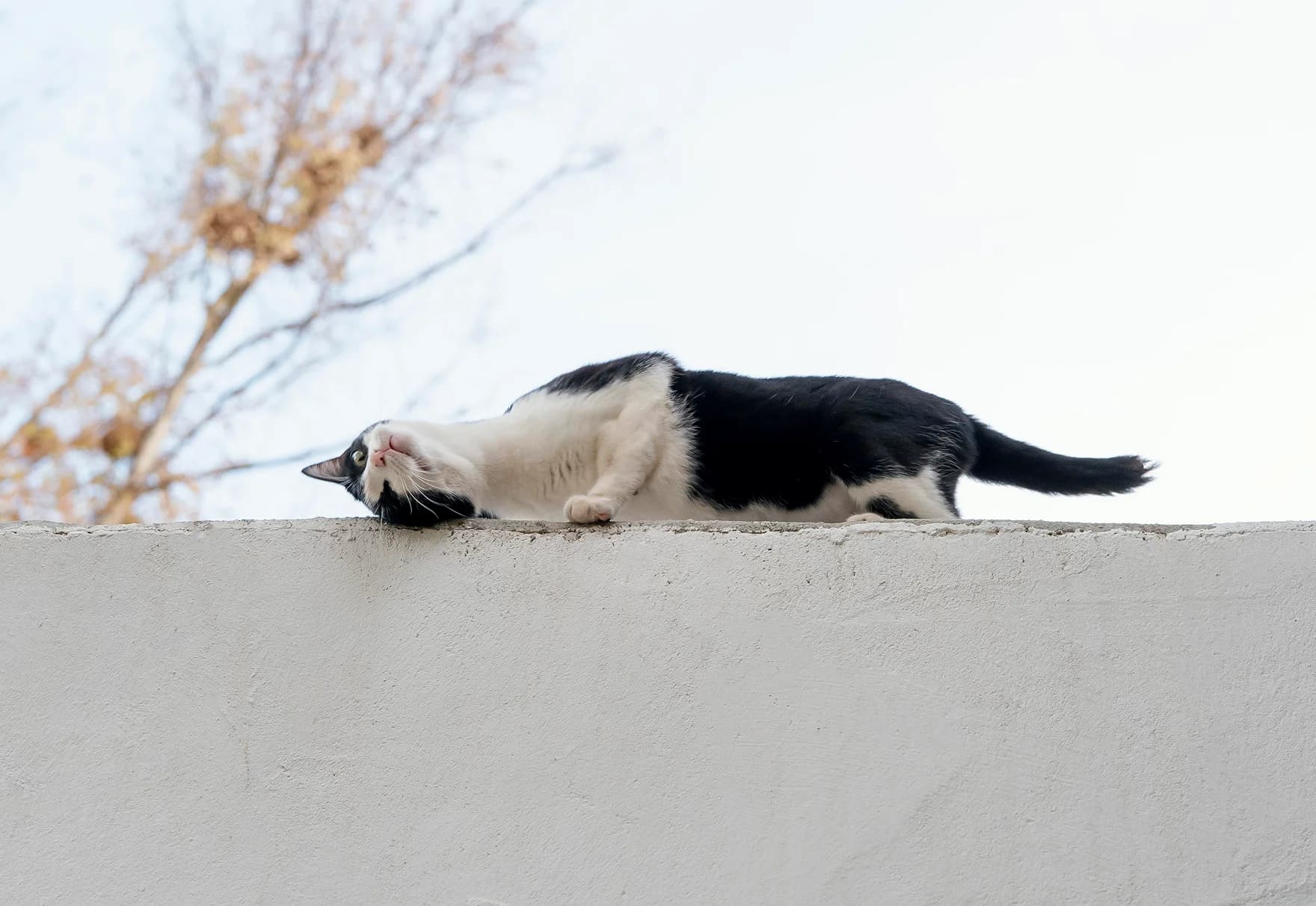 cat laying on wall